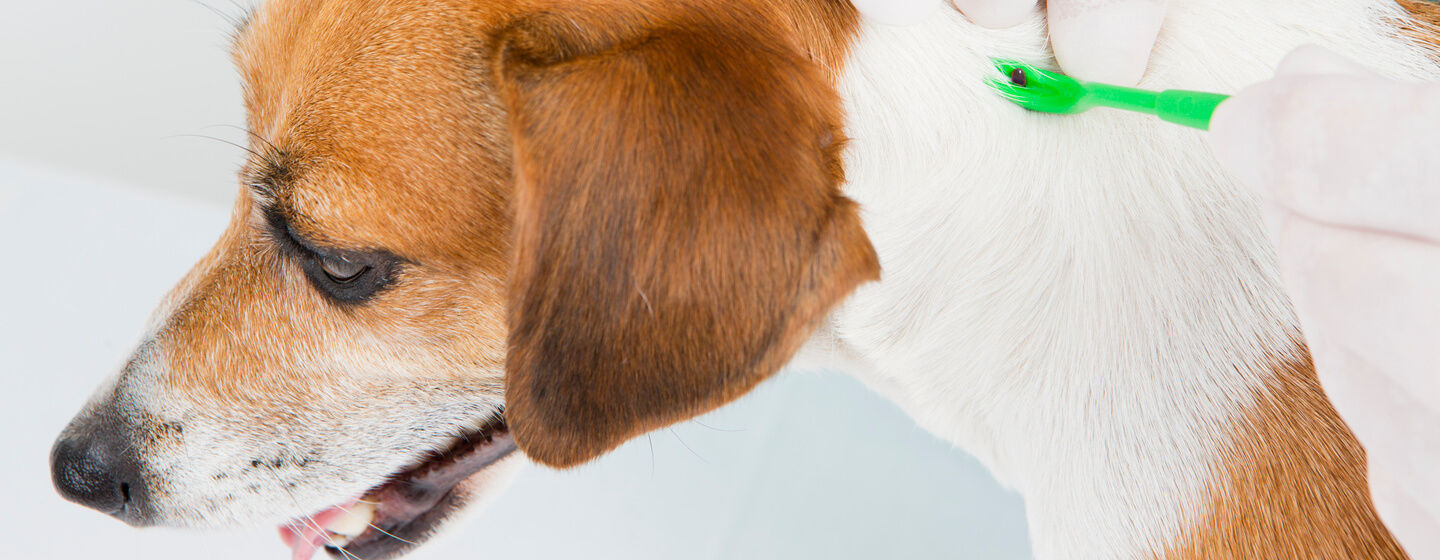 Dog lethargic after tick hot sale bite